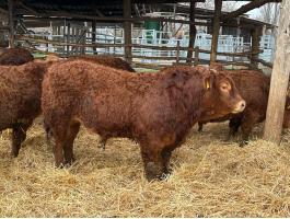 Tenyészbikák limousin