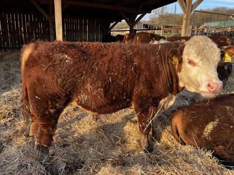 Hereford tenyészbikák Hereford tenyészbikák