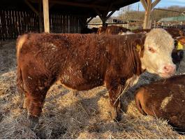 Hereford tenyészbikák