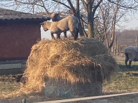 Shropshire húsjuh bárányok húsvétra eladók Shropshire húsjuh bárányok húsvétra eladók