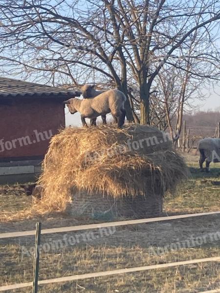 Shropshire húsjuh bárányok húsvétra eladók