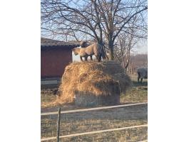 Shropshire húsjuh bárányok húsvétra eladók