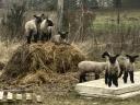 Shropshire húsjuh bárányok húsvétra eladók