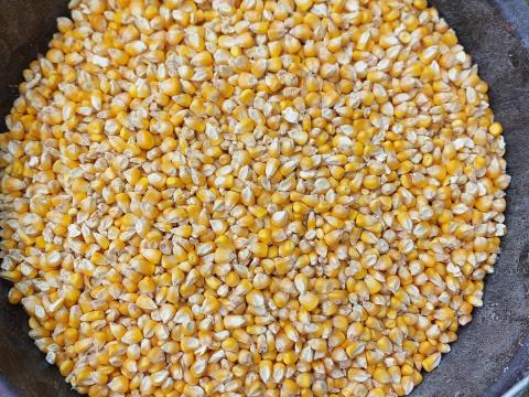 Kukorica eladó Kukorica eladó