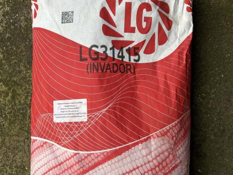 Kukorica vetőmag eladó Kukorica vetőmag eladó