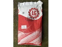 Kukorica vetőmag eladó