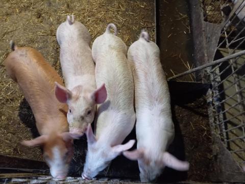 Választási malacok eladók Választási malacok eladók