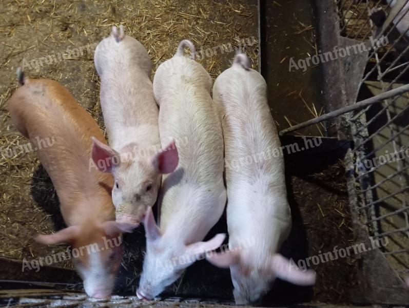 Választási malacok eladók