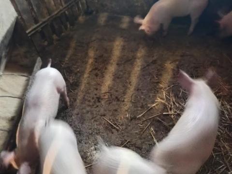 Választott 11 hetes malacok eladók