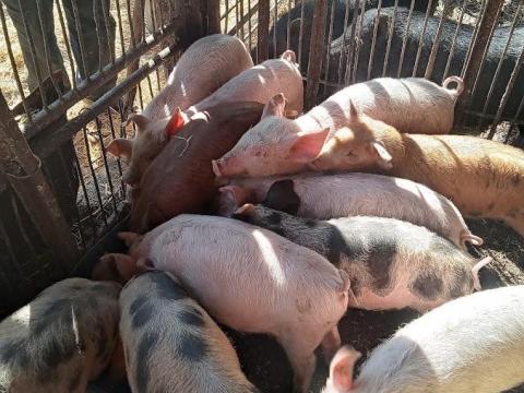 Eladó duroc és nagy fehér keverék malacok Eladó duroc és nagy fehér keverék malacok