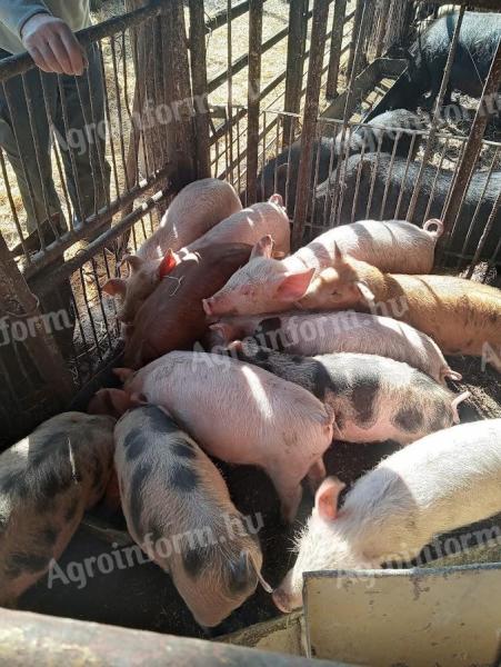 Eladó duroc és nagy fehér keverék malacok