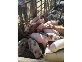 Eladó duroc és nagy fehér keverék malacok