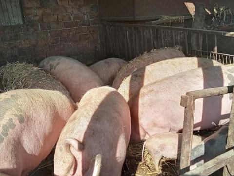 Eladó hízó sertés Eladó hízó sertés