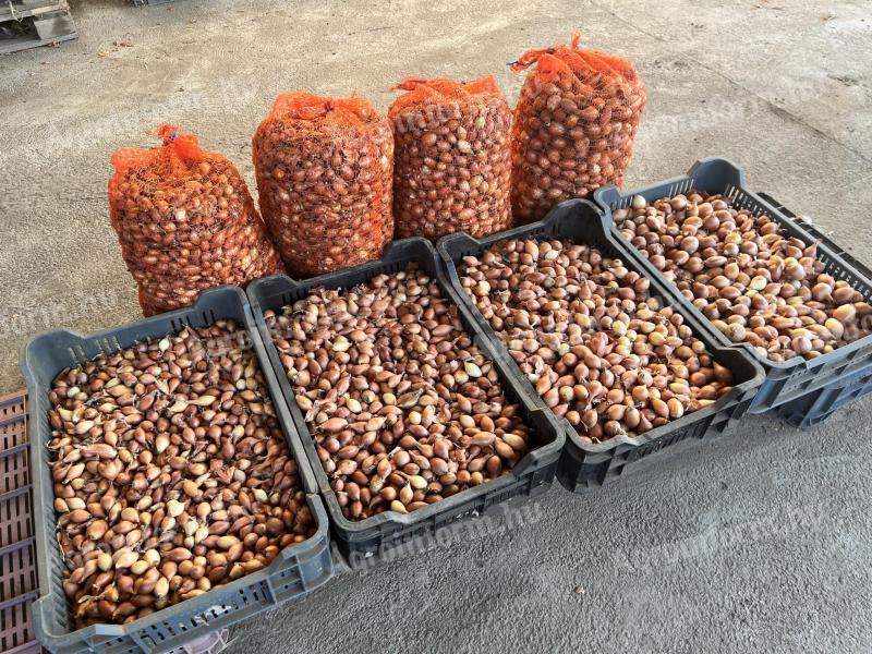 Makói dughagyma nagy tételben eladó