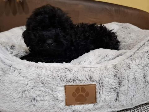 Puli kölyökkutyák örökbe fogadhatók Kecskeméten Puli kölyökkutyák örökbe fogadhatók Kecskeméten