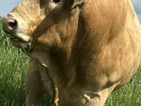 Blonde tenyészbika eladó