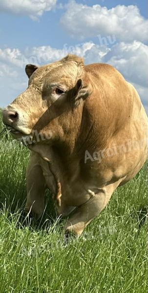 Blonde tenyészbika eladó
