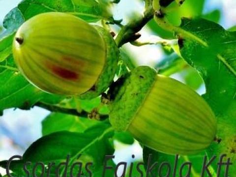 Erdészeti csemete,  fenyőcsemete,  karácsonyfa csemete eladó kis- és nagytételben