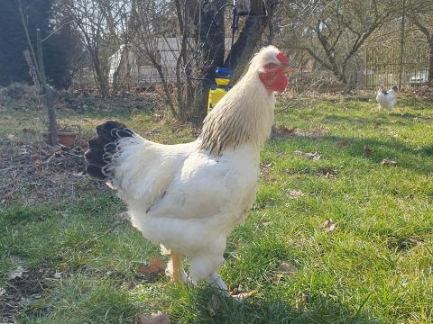 Brahma kakas 6 hónapos