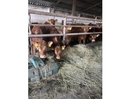 Limousin üszők eladók