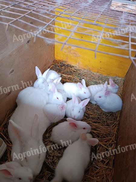 Pannon nagyfehér nyulak
