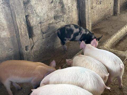 Eladó 13 hetes malacok