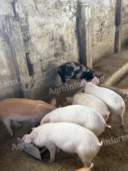 Eladó 13 hetes malacok
