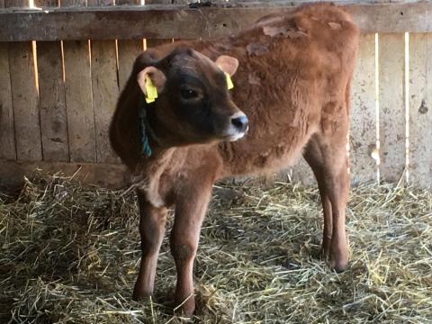 Jersey bika borjú eladó