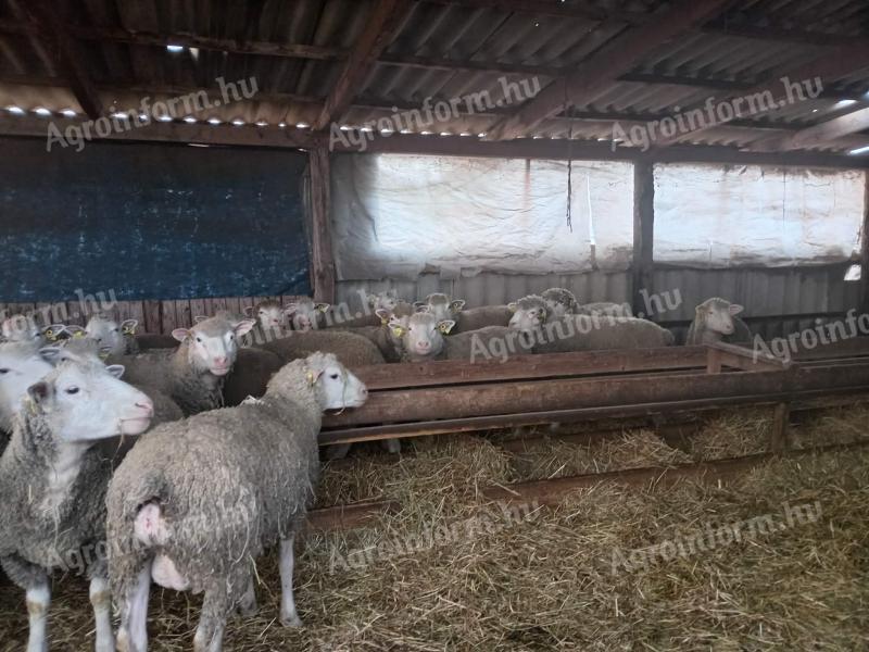 Törzskönyves Ile de France anyák eladók