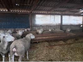 Törzskönyves Ile de France anyák eladók