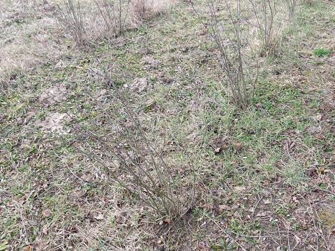 Arónia(Fekete berkenye)