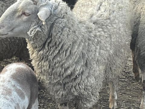 Eladó bárányok Eladó bárányok