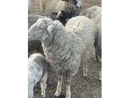 Eladó bárányok