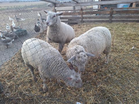 Eladó jerke Eladó jerke