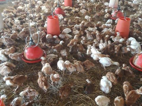 Előnevelt csirke eladó 