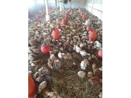 Előnevelt csirke eladó 