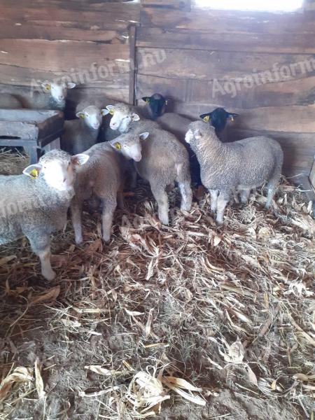 Ille de France törzskönyves növendék kosok,  eladók