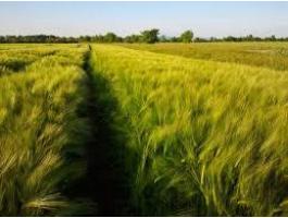 SkyWay sörárpa eladó, kiváló minőségben