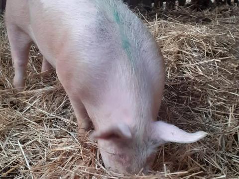 Sertés eladó Kiskunmajsán