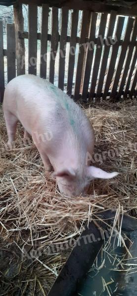 Sertés eladó Kiskunmajsán