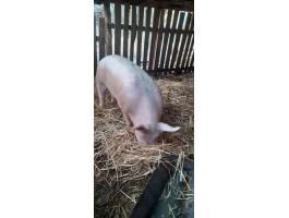 Sertés eladó Kiskunmajsán