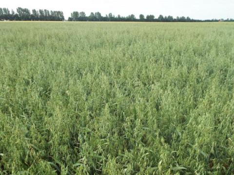 Breton tavaszi zab vetőmag 500 kg/BB kiszerelésben