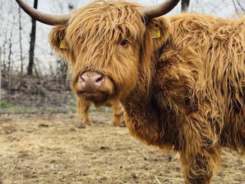 Eladó skót felföldi üsző