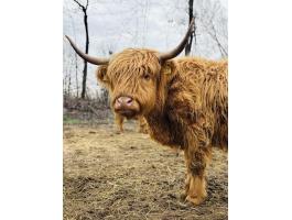 Eladó skót felföldi üsző