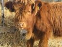 Eladó skót felföldi üsző borjú