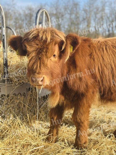 Eladó skót felföldi üsző borjú
