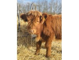 Eladó skót felföldi üsző borjú