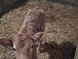 Vásárolnék szopós bikát