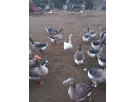 Szürke máj liba eladó