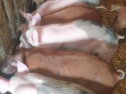 Eladó 9 választási malac